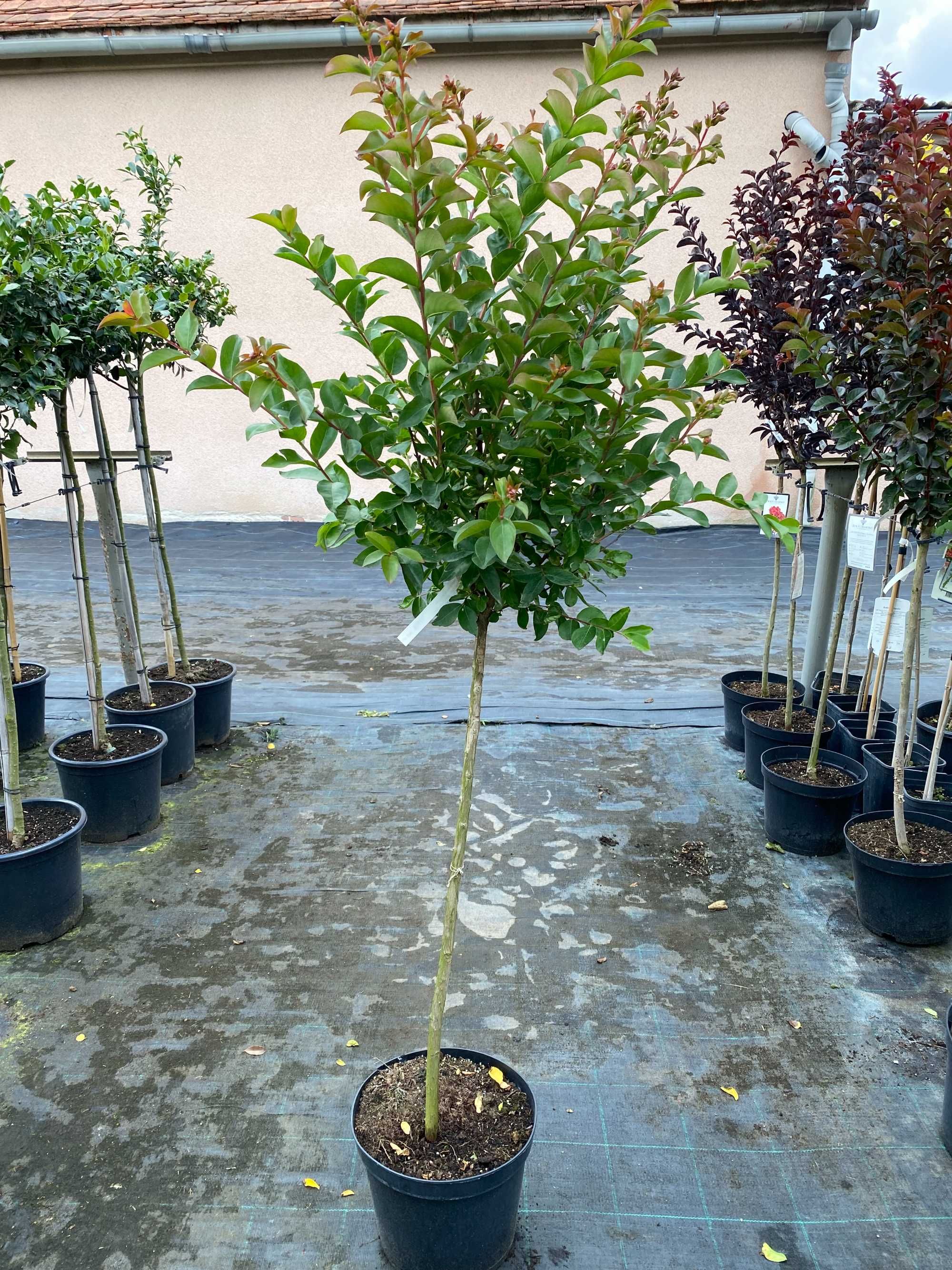 Lagerstremia indyjska Purple Star Pa 80