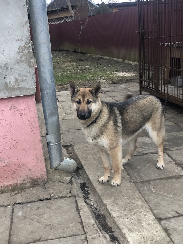 Продам вічарку