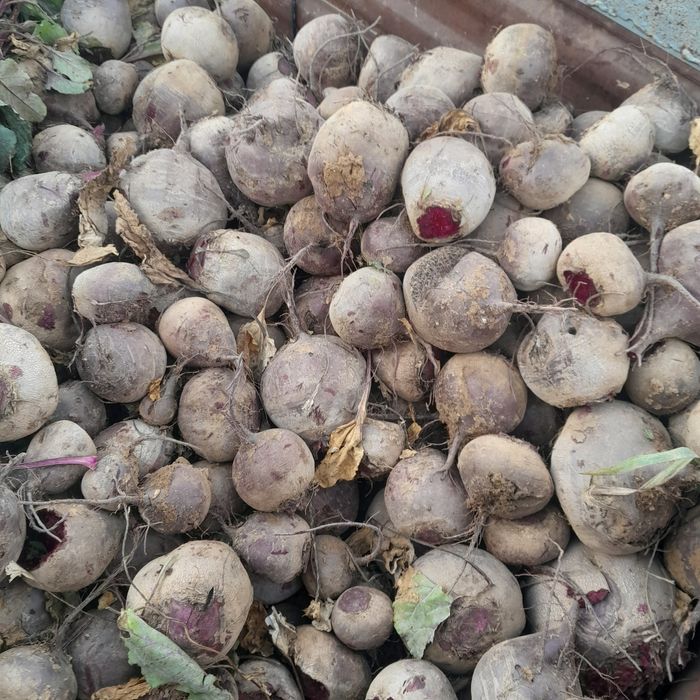 Buraki ćwikłowy , czerwony na  pasza Odpadowy