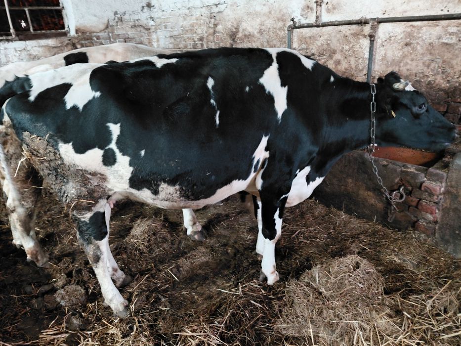 Sprzedam cielną krowę.