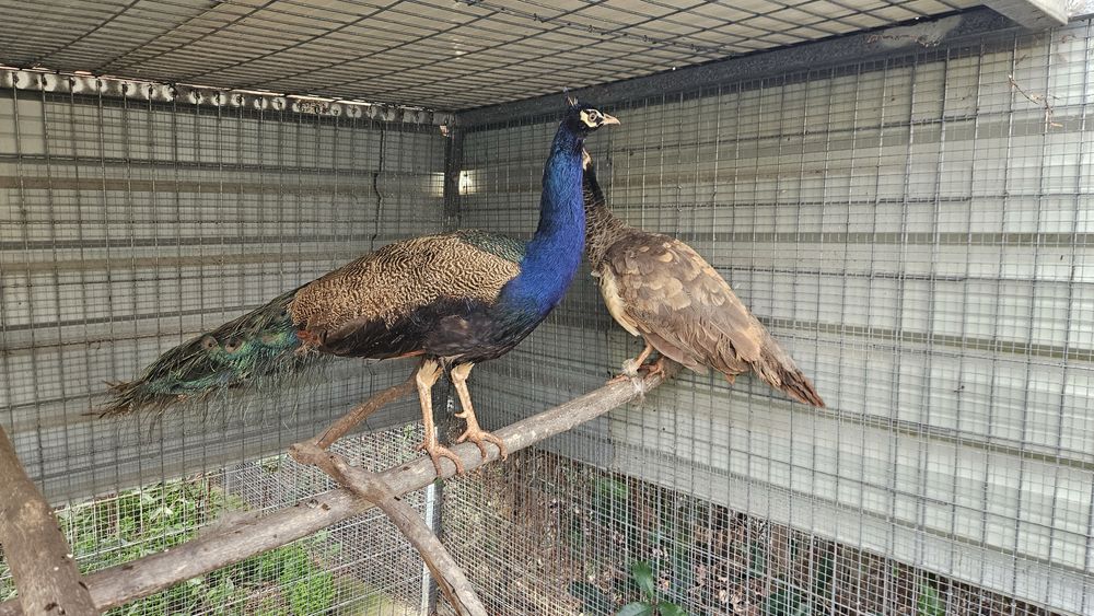 Casal de Pavoes com Crias