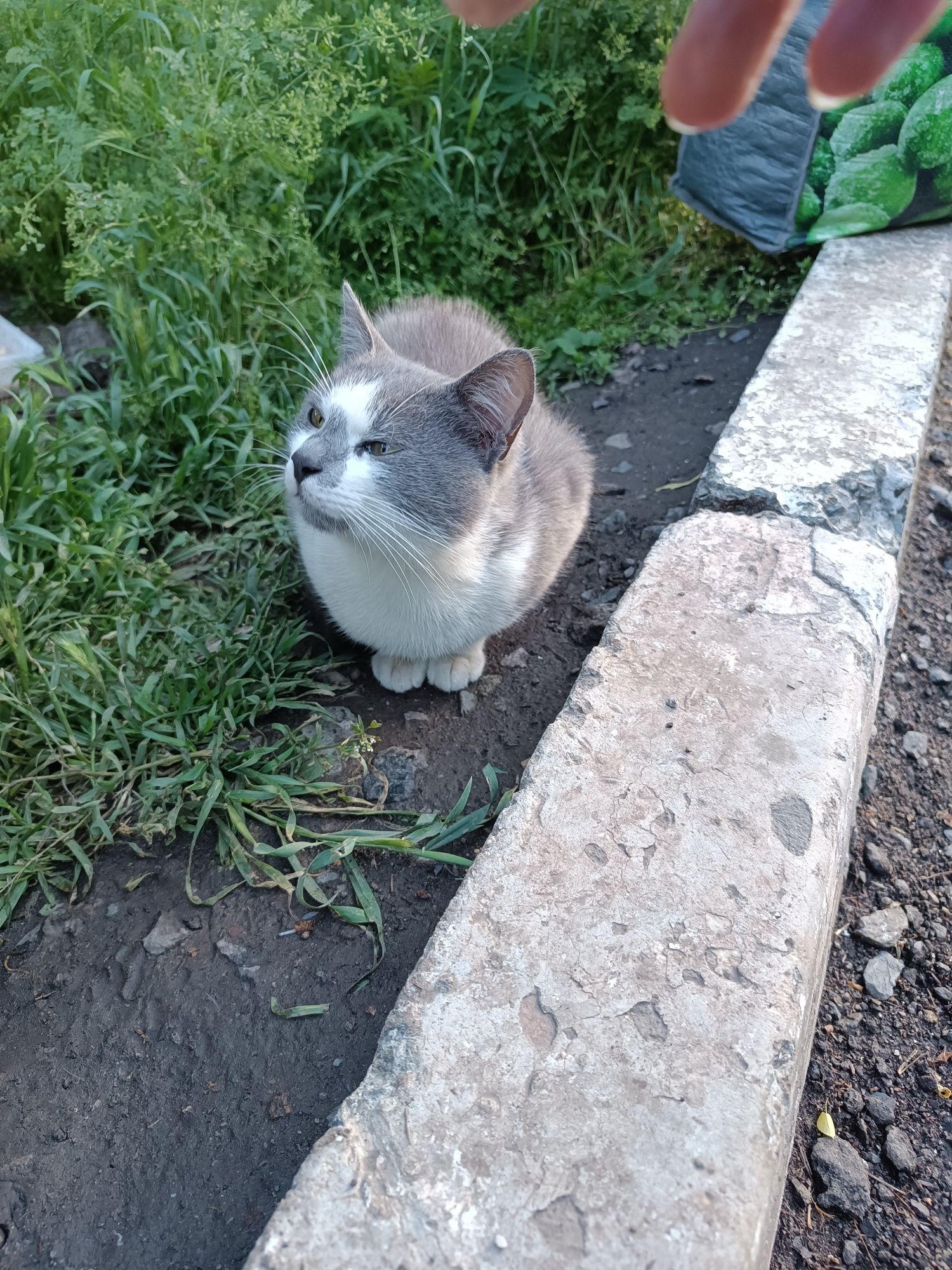 Кошеня шукає родину