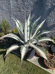 Vendo Agave americano