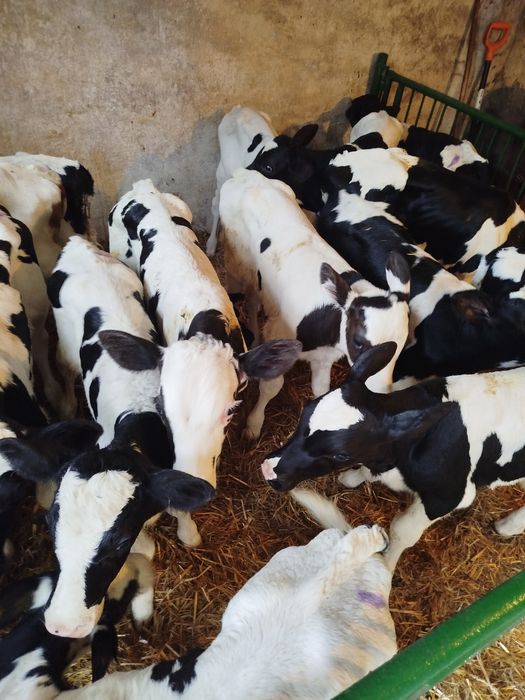 Byczki cielaki 8 sztuk 2-3 tygodnie zdrowe bez biegunek