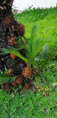 Vendo palmeira cyca revoluta