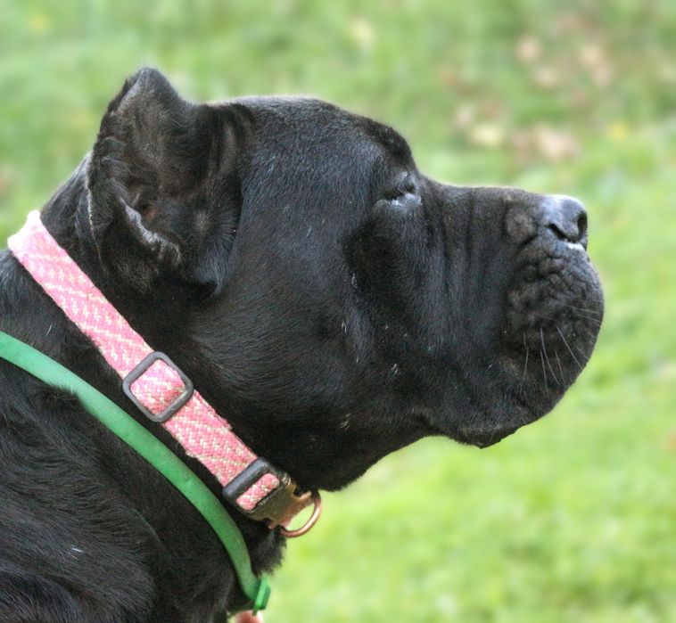 Pręgowana sunia cane corso FCI/zkwp
