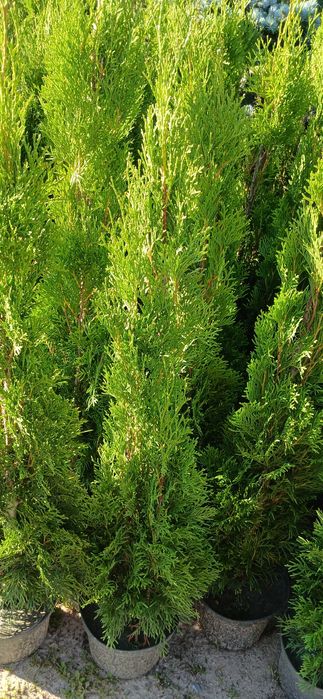 Tuja szamargd 100-110 cm w donicy 29,99 zl