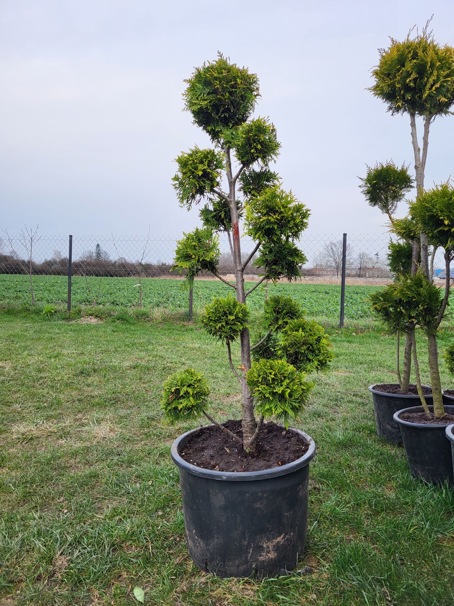 Drzewka ozdobne bonsai