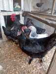 Pedrês portuguesa e marans