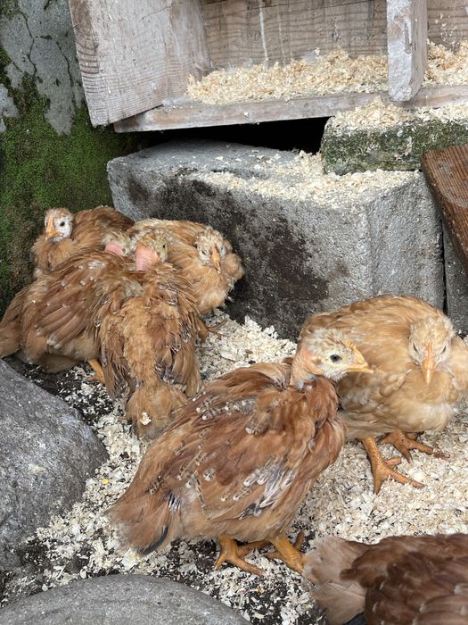 Vendo frangos novos raca