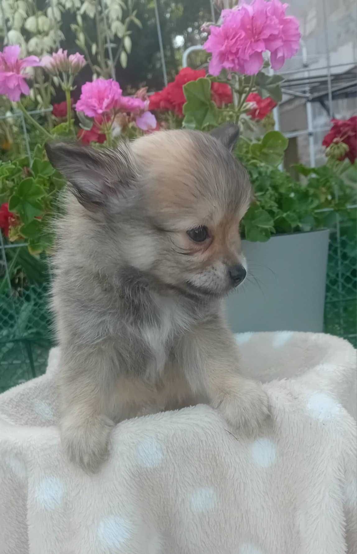 Chihuahua Piesek