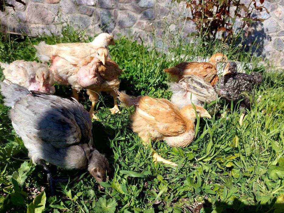 Продам курчата,каченята та гусенята