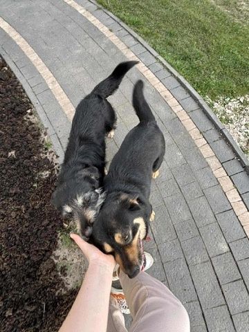 Oddam pieski do adopcji