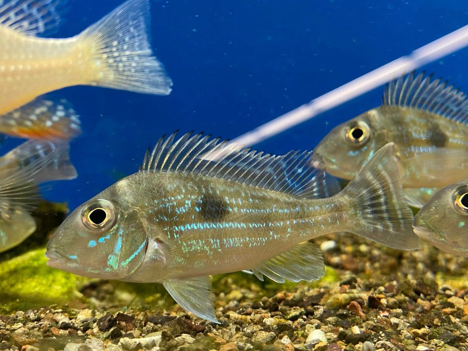 Ziemiojad sveni Geophagus sveni