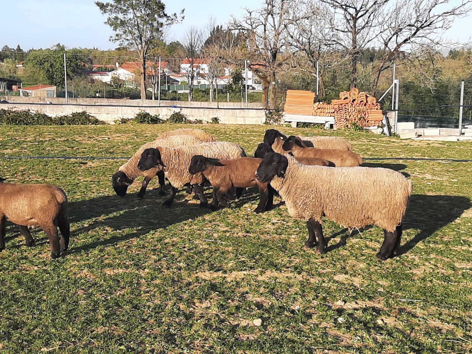 Borregos / Borregas da Raça Suffolk Puros