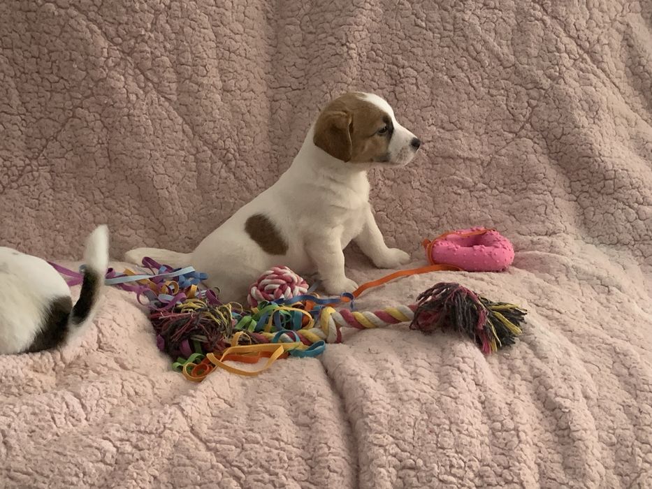 Jack Russell Terrier - LOP MACHO