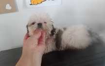 Shih-tzu fêmea com pedigree LOP, porte mini