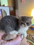 Gatinho Exotico Bicolor Azul