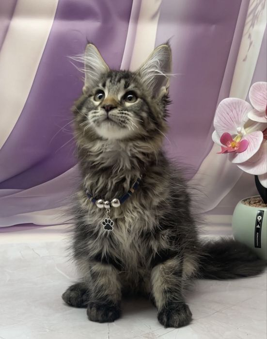 Наша улюблена класіка з родовитом