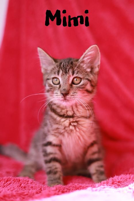 Luna - czarna kotka, must have każdej wiedźmy na hallowen i nie tylko