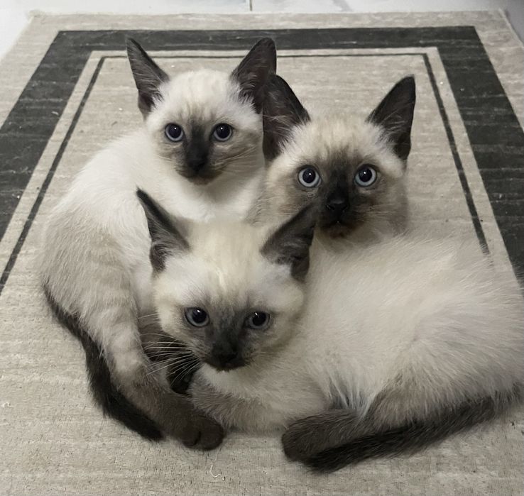 тайські кошенята, народжені 24.08.2025