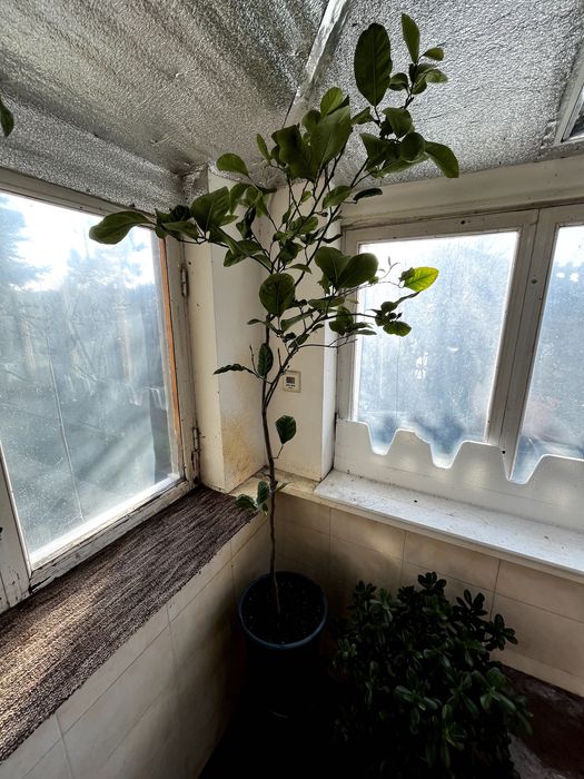 Продам цитрусове дерево (Лимон) 144 см - висота