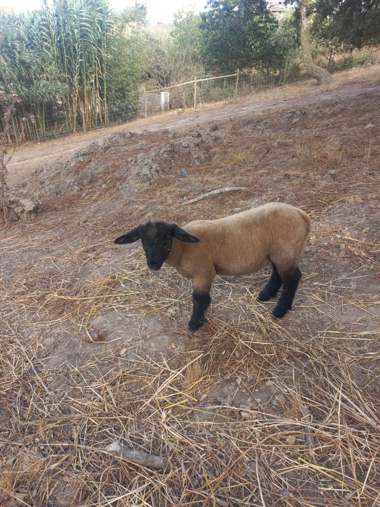 Um borrego raça fulfk
