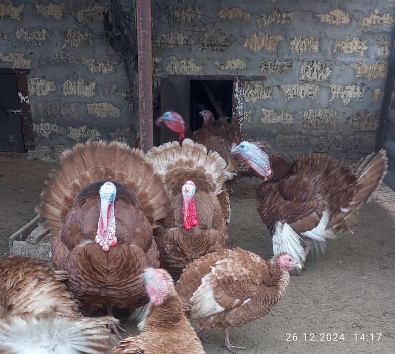 Інкубаційне яйце індиків породи БУРБОН .