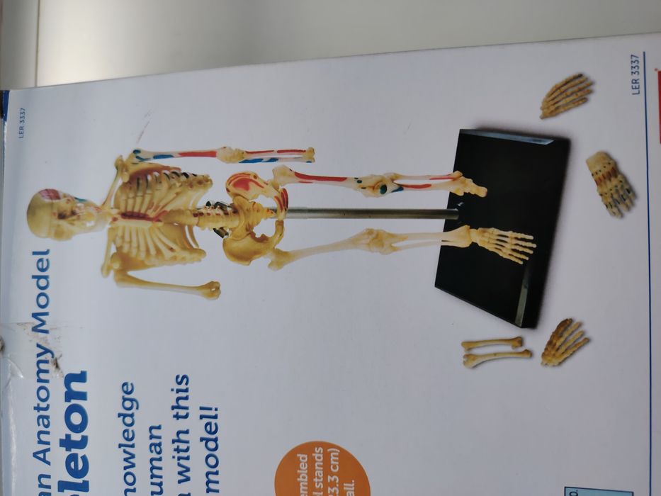 Скелет человека!