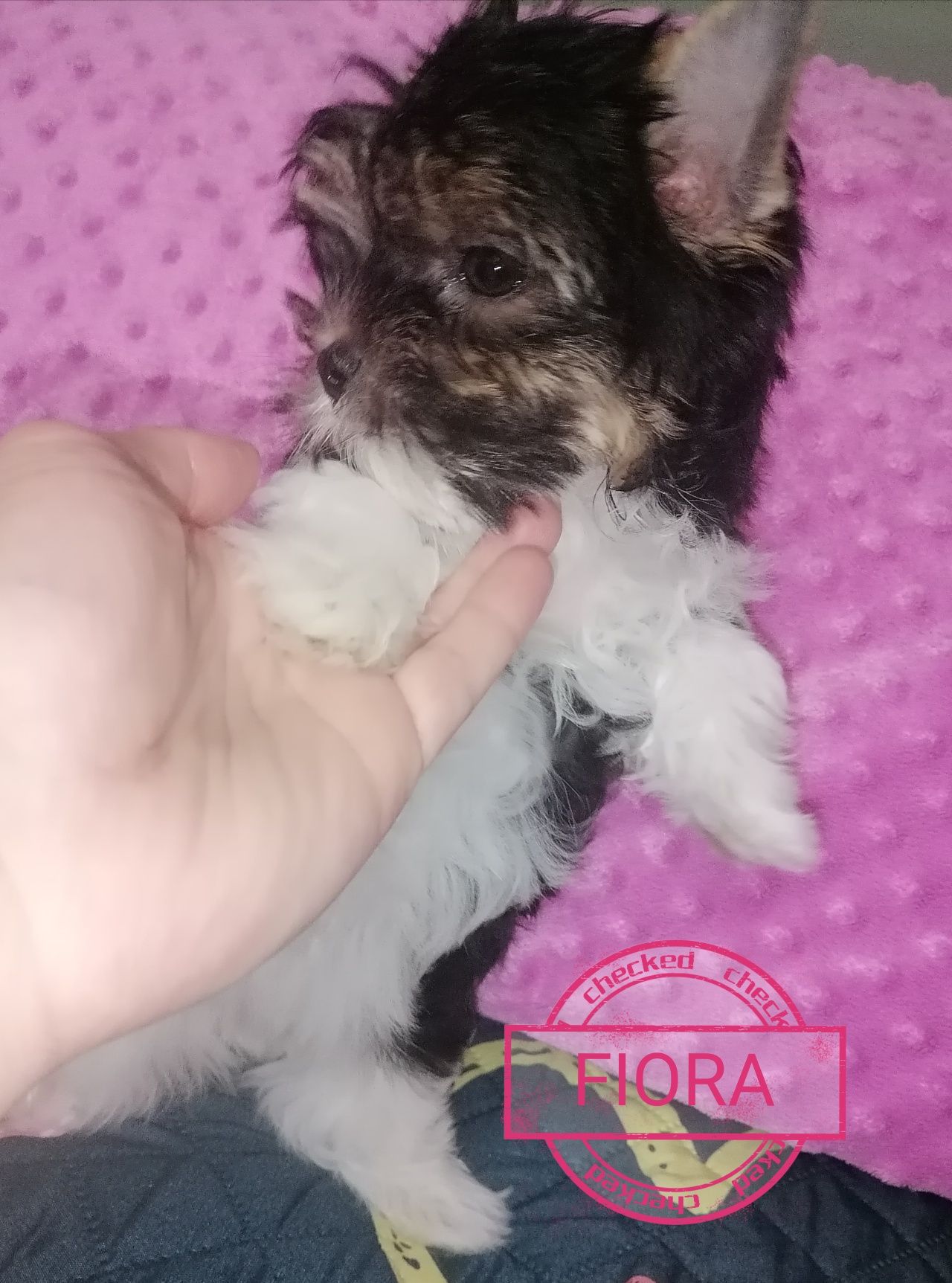 Suczka Fiora Yorkshire Terrier Biewer