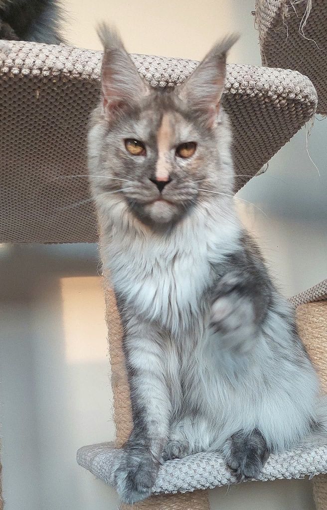 Rudo srebrzysty elegancki kocurek Maine Coon