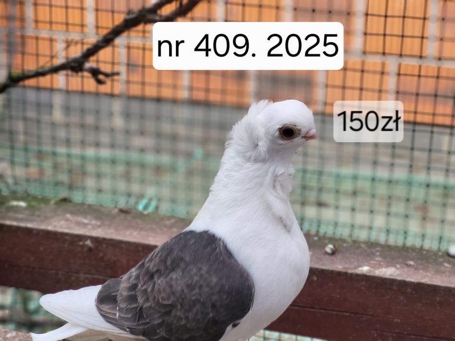 Mewka Polska 2025rok