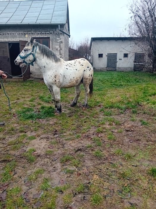 Sprzedam Ogierka Taranta