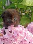 Породисте висловухе кошеня