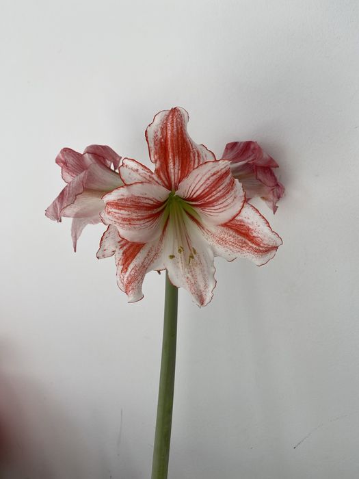 амариллис в горшке