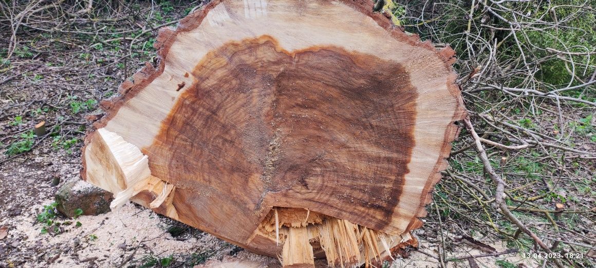Drewno Topola cięta na wiosnę 2023 kłoda