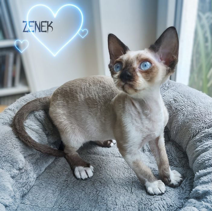 Devon rex Zenek - Cudowny jak z bajki