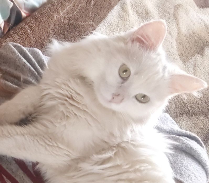 ПРОПАЛ КОТ - белый пушистый, межлиманье