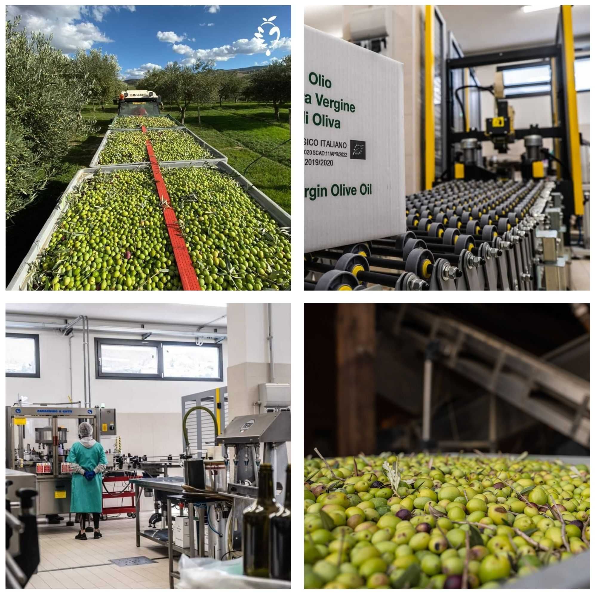 Włoska oliwa extra vergine BIO 1L | Saalga Biologico ŚWIEŻY ZBIÓR 2024