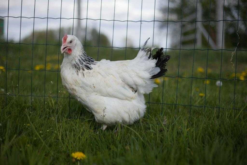 Kurki kokoszki nioski Rosa na wybieg odchowana