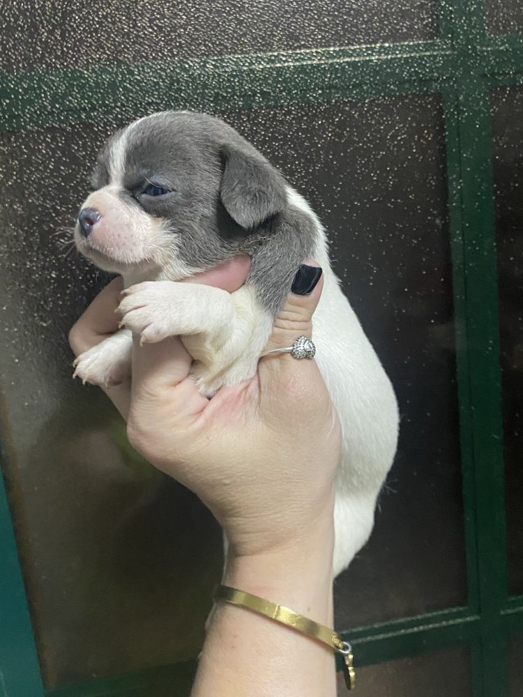 Lindissimo chihuahua blue pied