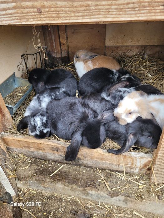 Młode barany francuskie czysta rasa