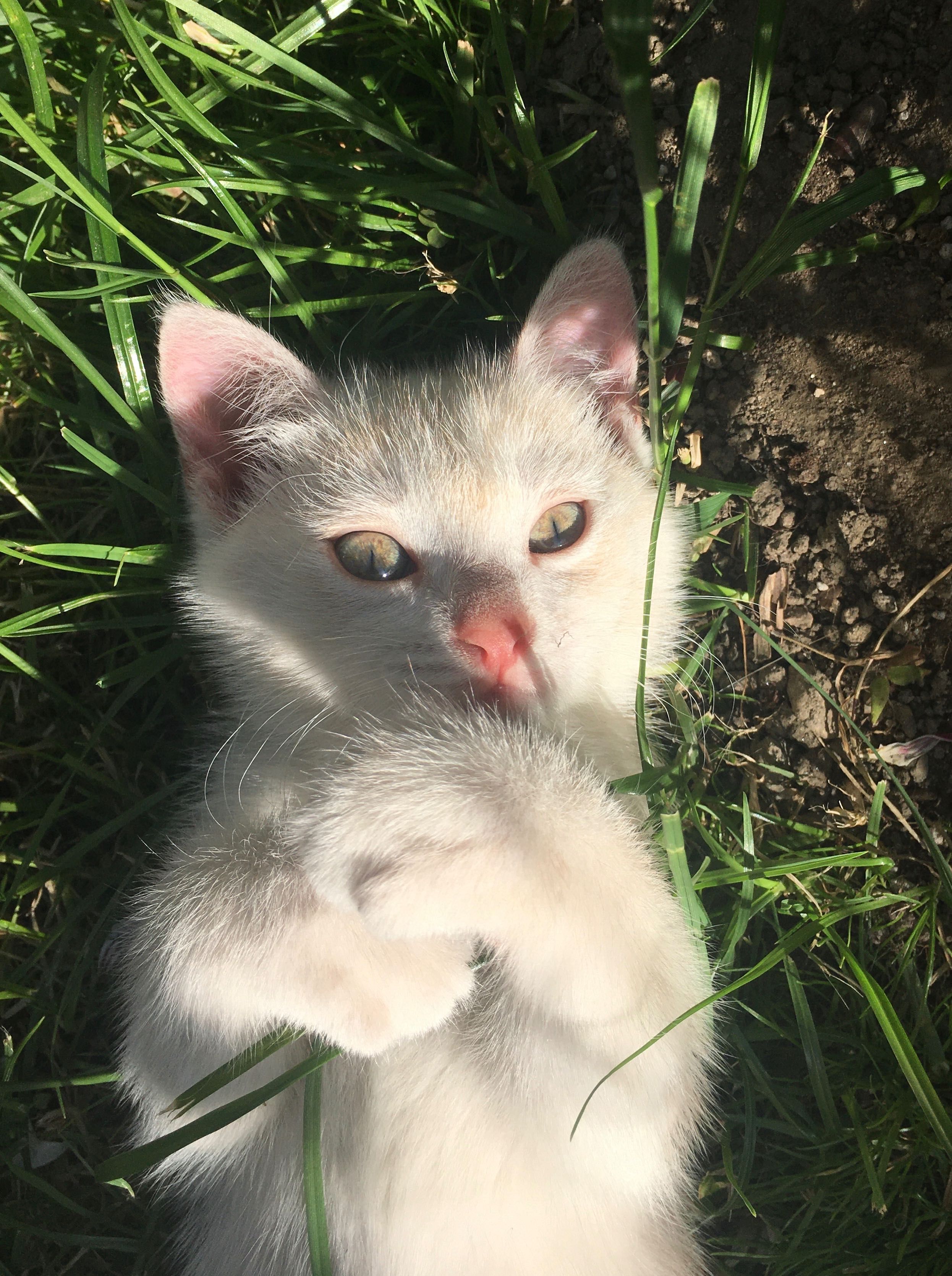 Золотий котик - хлопчик