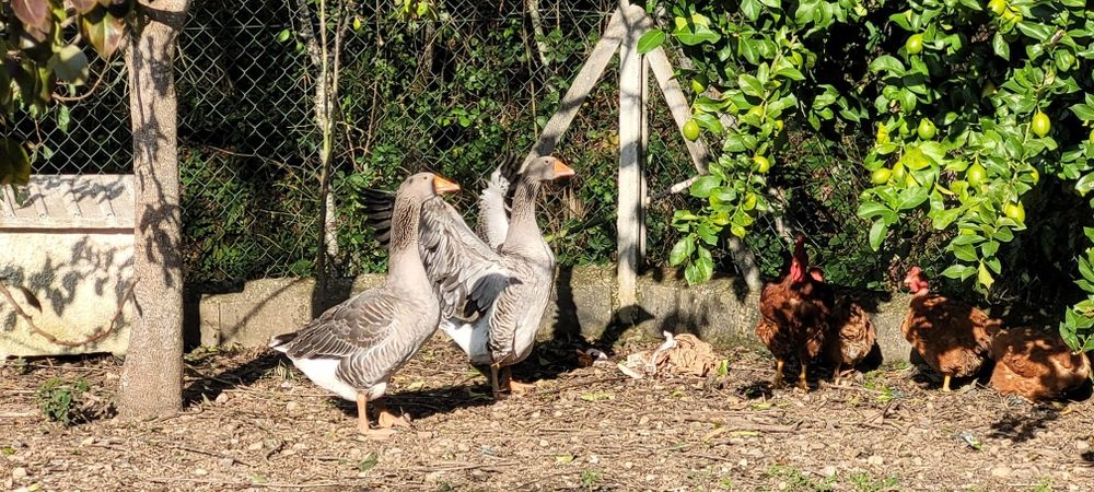 Troco ganso adulto por fêmea