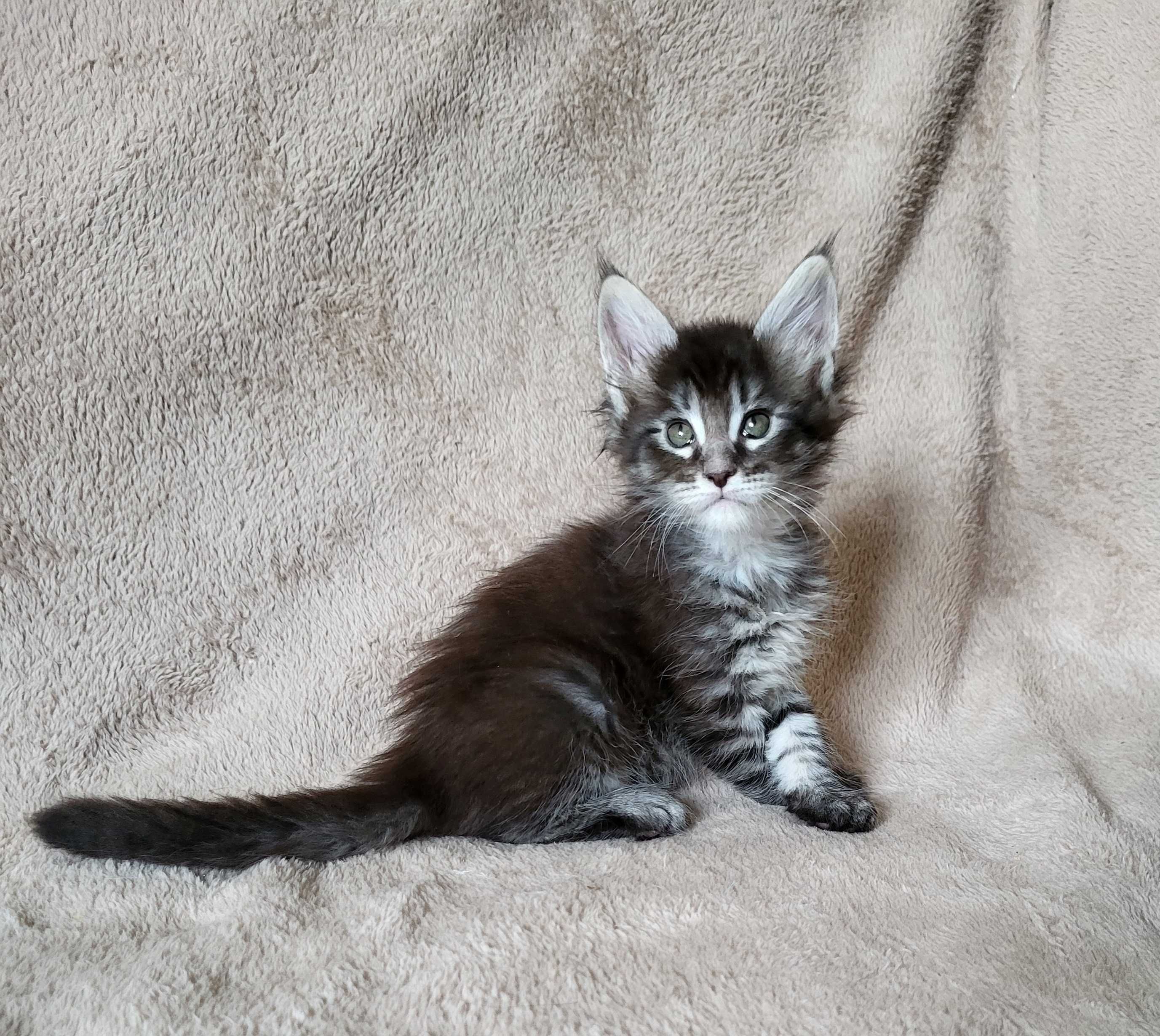 Chłopiec maine coon z rodowodem FPL