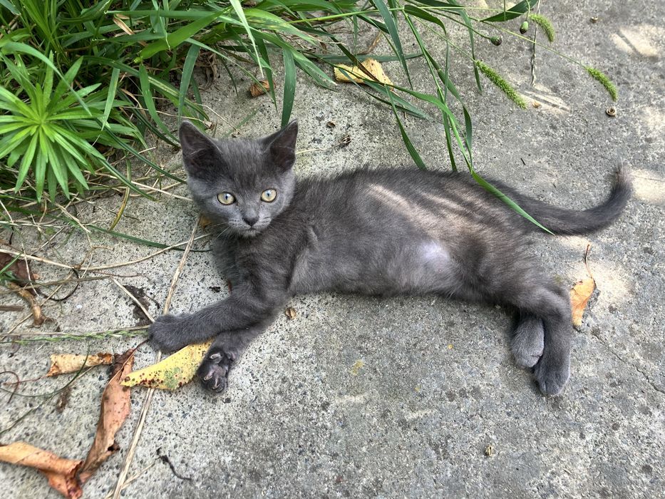 Грайливі Кошенята!!!