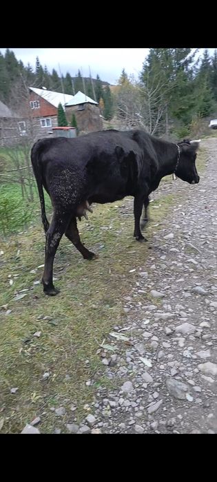 Продаю молоду корову