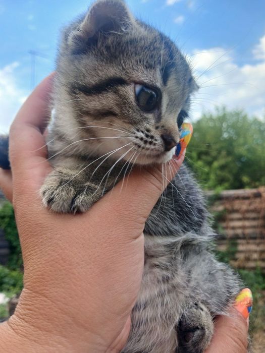 Продам шотландскуя вислоухую