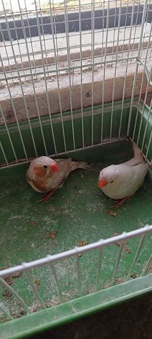 Zeberki parki lęgowe