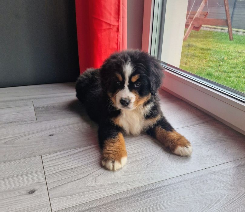 Bernanski Pies Pasterski